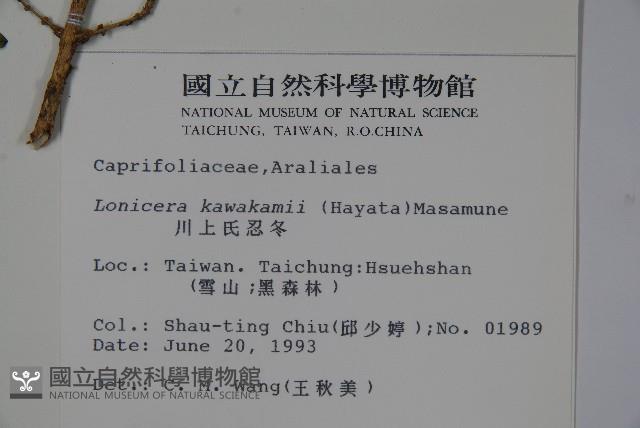 川上氏忍冬藏品圖，第2張