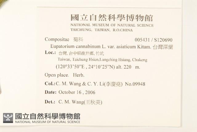 台灣澤蘭藏品圖，第2張