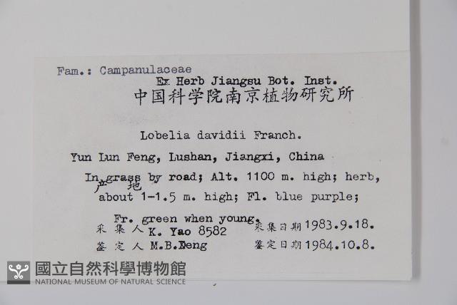 江南山梗菜藏品圖，第2張