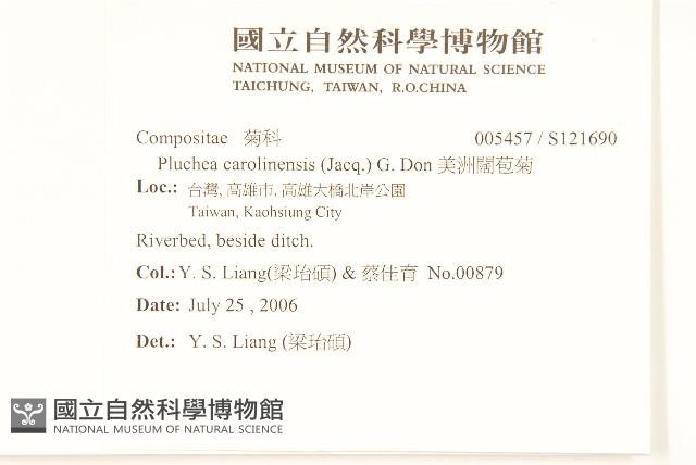 美洲闊苞菊藏品圖，第2張