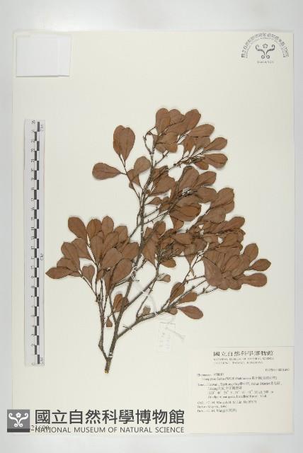 Philippine Ebony Persimmon Collection Image, Figure 1, Total 2 Figures