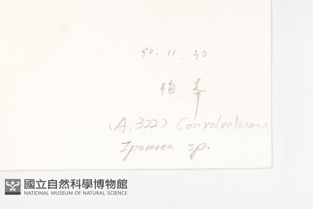 吊鐘藤藏品圖，第2張