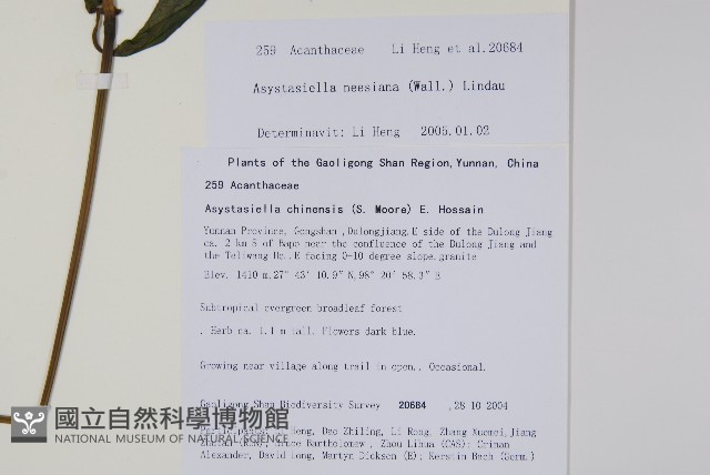 尼氏擬馬偕花藏品圖，第2張