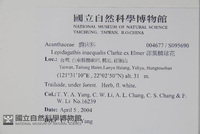 卵葉鱗球花藏品圖，第2張