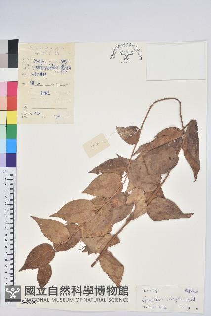 白珠樹藏品圖，第1張