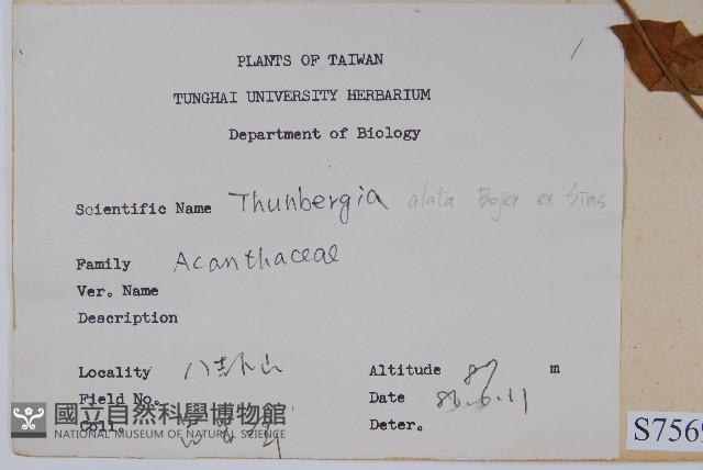 黑眼花藏品圖，第2張