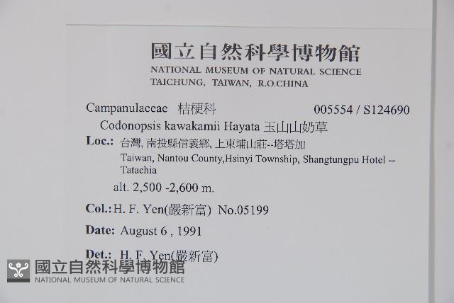 玉山山奶草藏品圖，第2張