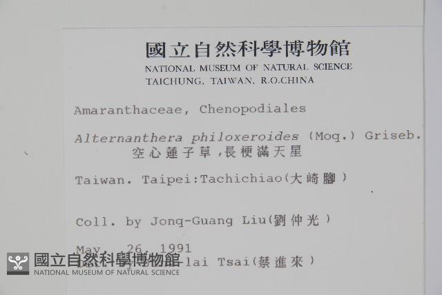 空心蓮子草藏品圖，第2張