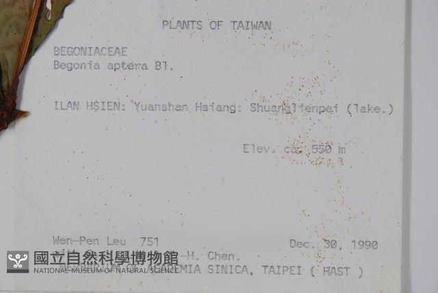 圓果秋海棠藏品圖，第2張