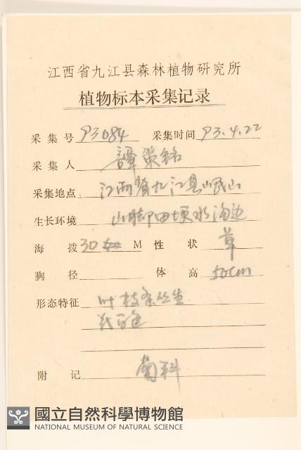 白頂飛蓬藏品圖，第2張