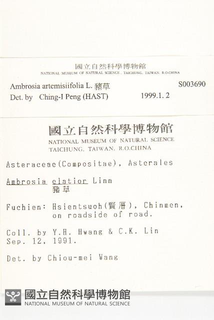 豬草、瘤果菊藏品圖，第2張