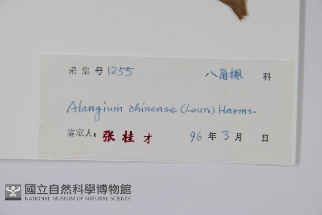 八角楓藏品圖，第2張