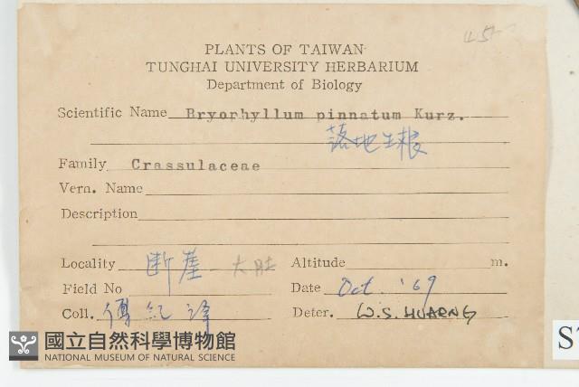 倒吊蓮、匙葉燈籠草藏品圖，第2張