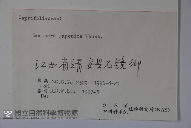 忍冬、金銀花藏品圖，第2張