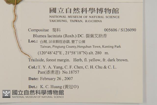 裂葉艾納香藏品圖，第2張