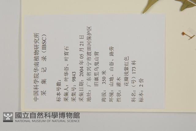 大丁黃藏品圖，第2張