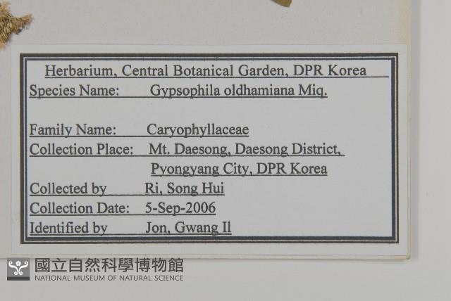 霞草、歐石頭花藏品圖，第2張