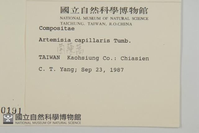 茵蔯蒿藏品圖，第2張