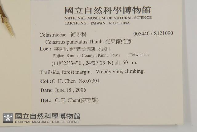 光果南蛇藤藏品圖，第2張