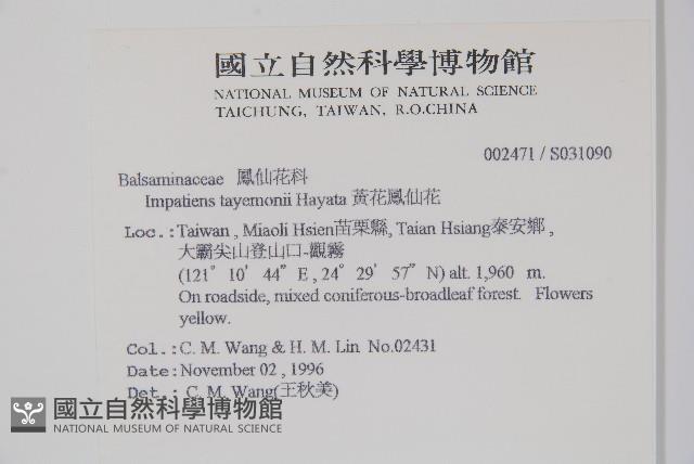 黃花鳳仙花藏品圖，第2張