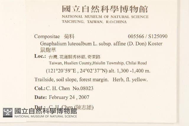 鼠麴草藏品圖，第2張