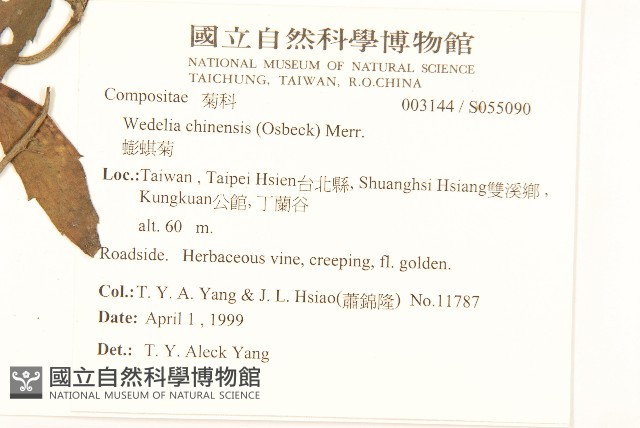 蟛蜞菊藏品圖，第2張