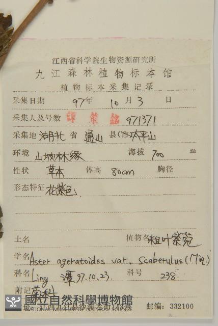 微糙三脈紫菀藏品圖，第2張