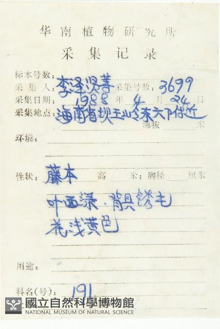 角花胡頹子藏品圖，第2張