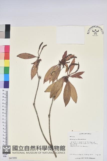 西施花、青紫木藏品圖，第1張