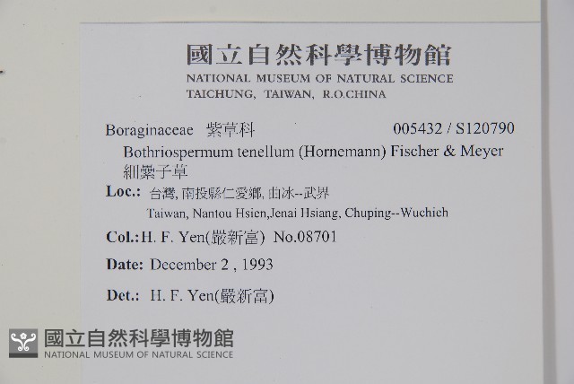 細纍子草藏品圖，第2張