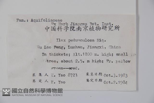 刻脈冬青藏品圖，第2張