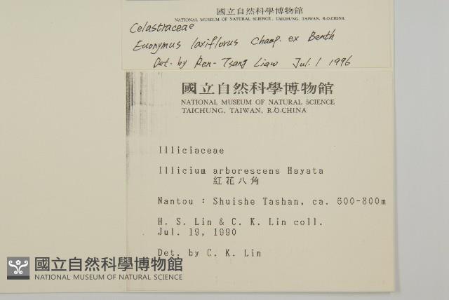 大丁黃藏品圖，第2張