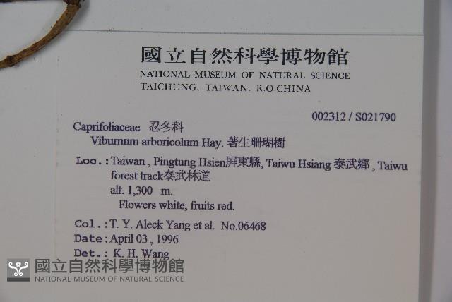 著生珊瑚樹藏品圖，第5張