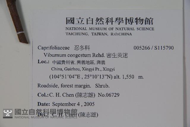 密生莢迷藏品圖，第2張