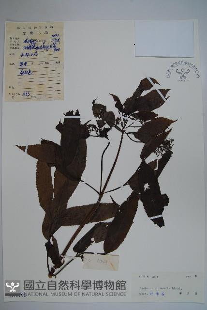 China Elder Collection Image, Figure 1, Total 2 Figures