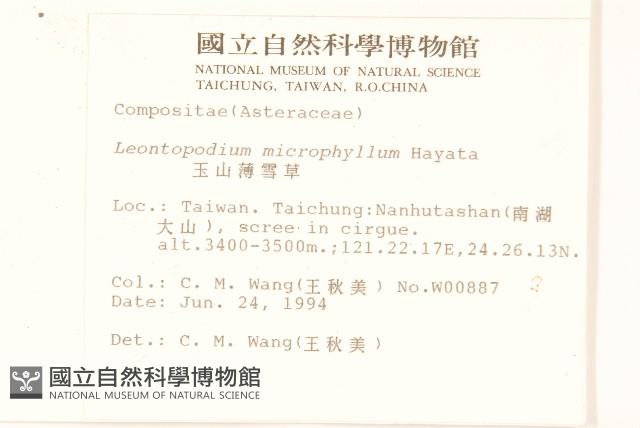 玉山薄雪草藏品圖，第2張