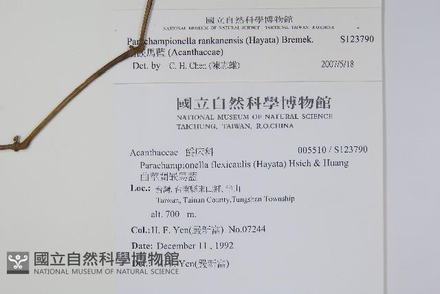 曲莖馬藍藏品圖，第2張