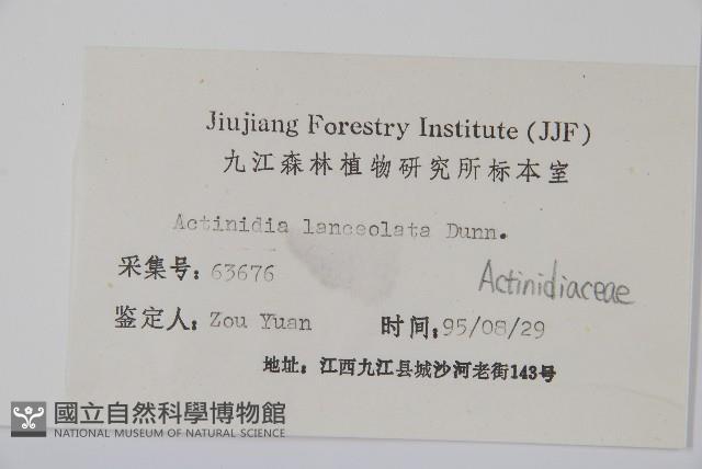 小葉獼猴桃藏品圖，第2張