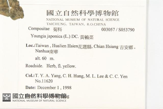 黃鵪菜藏品圖，第2張