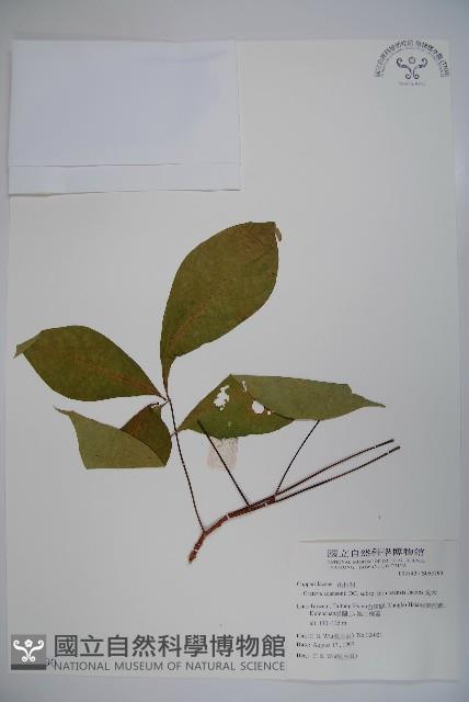 Spider tree Collection Image, Figure 1, Total 2 Figures