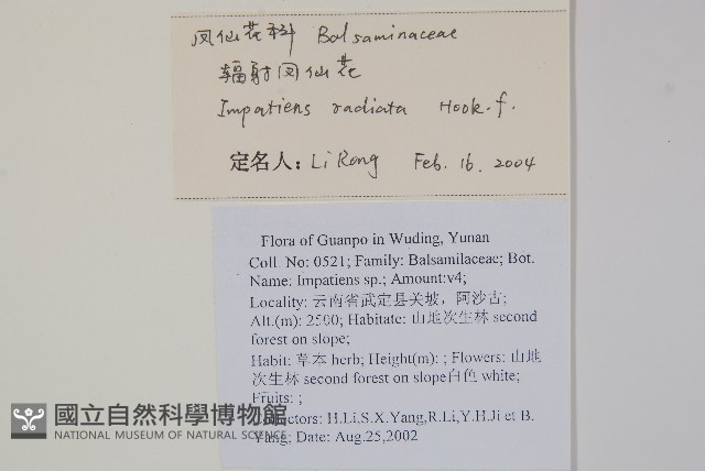 輻射鳳仙花藏品圖，第2張