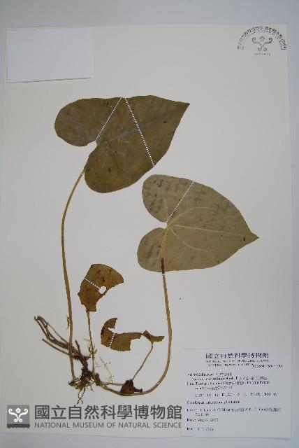 大花細辛、馬蹄香藏品圖，第1張