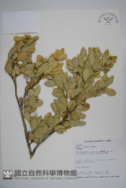 琉球黃楊藏品圖，第1張