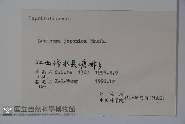 忍冬、金銀花藏品圖，第2張