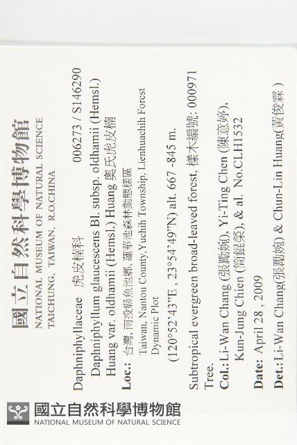 奧氏虎皮楠藏品圖，第2張