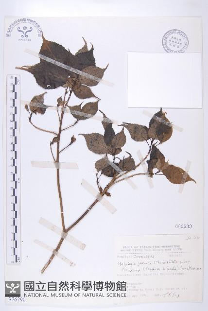 臺灣青莢葉藏品圖，第1張