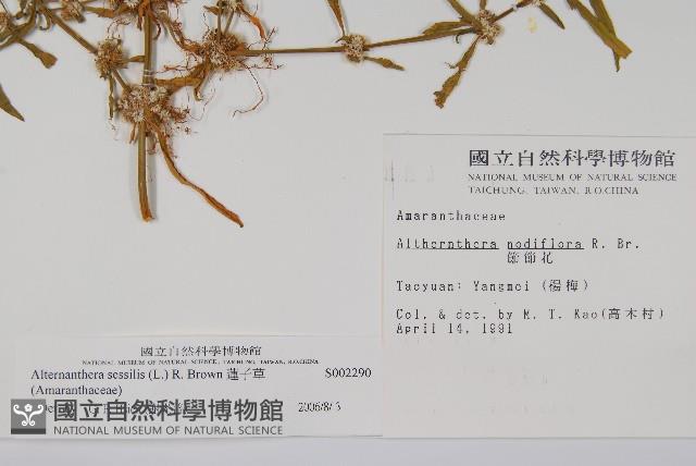 蓮子草藏品圖，第2張