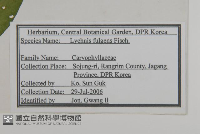 大花剪秋蘿藏品圖，第2張