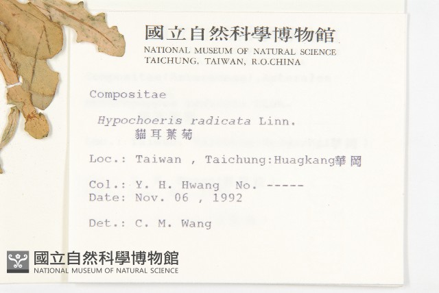 貓兒菊藏品圖，第2張