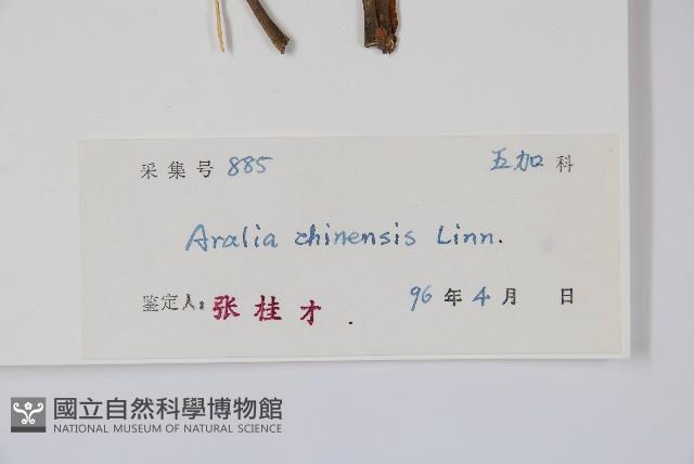 蔥木藏品圖，第2張